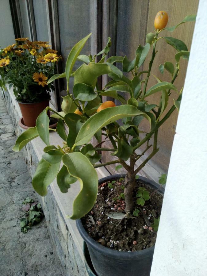 טרמה ויליאטורה Casa Vacanze Terme מראה חיצוני תמונה